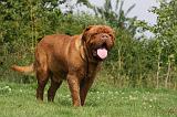 DOGUE DE BORDEAUX 319